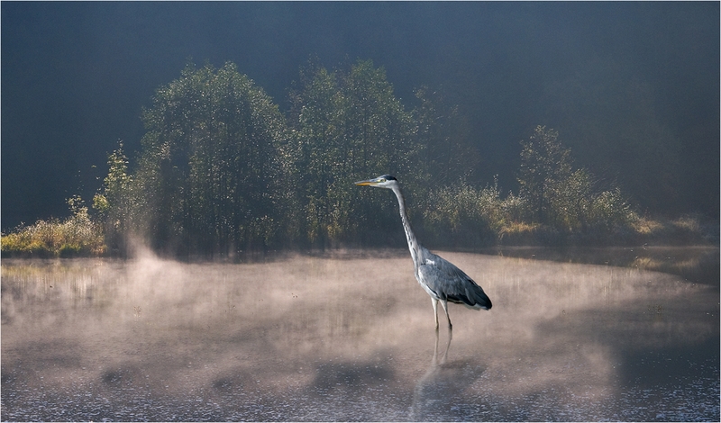 585 - REIGER - REYNAERT JOZEF - belgium.jpg